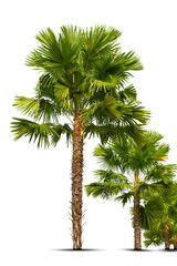 Group of  Palm trees Isolated on white background, Suitable for use in architectural design,...