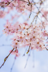 増上寺と桜　しだれ桜　枝垂れ桜