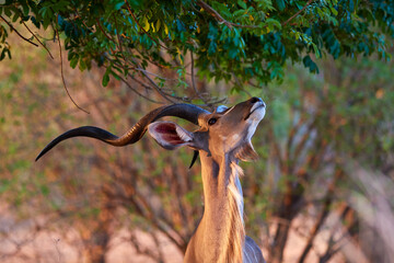 Kudu bull reaching a tree in Mana Pools