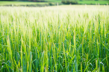Campo de trigo en Cataluña 