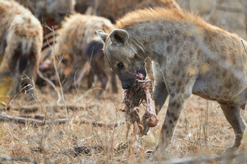 Hyenas eating a carcass in Kruger