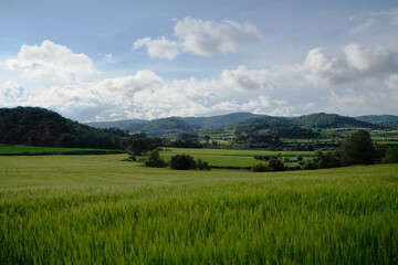 Obraz premium Campo de trigo en Cataluña