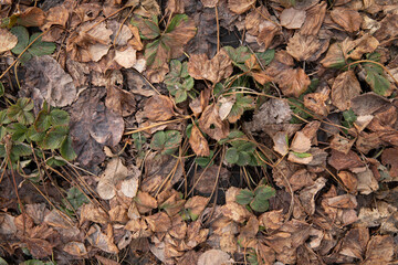 Dry strawberryes leaves. Strawberry bushes in autumn