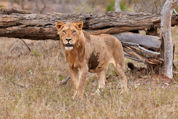 Young male lion in Kruger