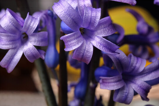 Primo piano di fiori di giacinto raccolti in giardino.