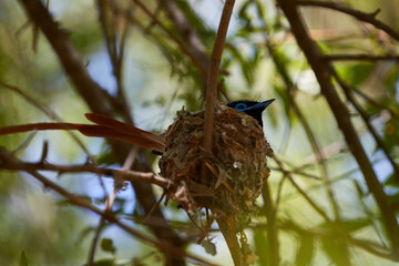 African paradise flycatcher on a nest