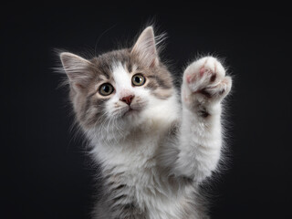 Head shot of adorable blue tabby mackerel Siberian Forestcat  cat kitten. Looking at lens with one paw high up saying hi. Isolated on black background.