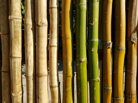 Fond de bambous naturels rectilignes et verticaux, verts, secs ou grisés avec noeuds apparents