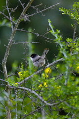 a bird on a branch