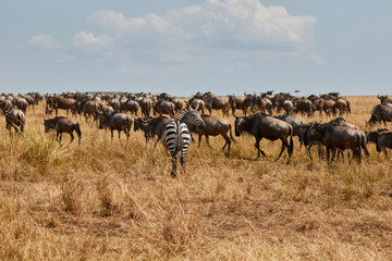 Fototapeta na wymiar Wildebeest migration in Masai Mara
