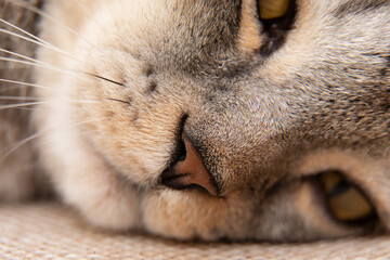 Macro photo of a cat's nose. Scottish cat