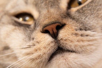 Macro photo of a cat's nose. Scottish cat