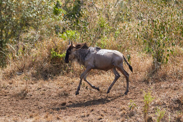 Fototapeta premium A young wildebeest in Masai Mara