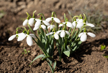spring snowdrops in the garden