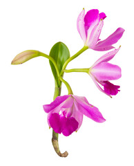 Pink-purple orchid flowers blooming branches with green leaves on isolated white background.Floral object clipping path.