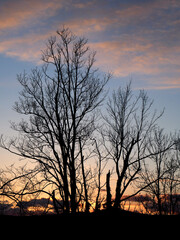 Magnifique coucher de soleil avec silhouettes d'arbres - Drôme (26), Auvergne-Rhône-Alpes