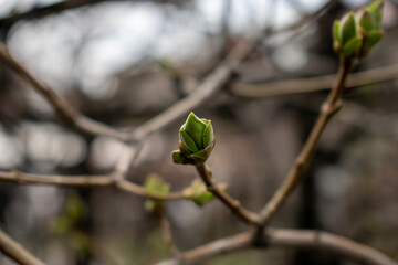 buds on a branch