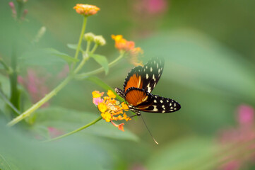 Butterfly on flower