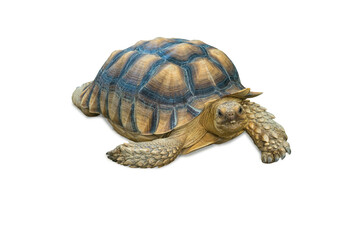 Naklejka premium Turtle isolated on a white background.
