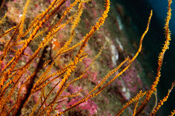 ゴルゴニアシュリンプ