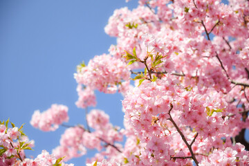 桜と青空