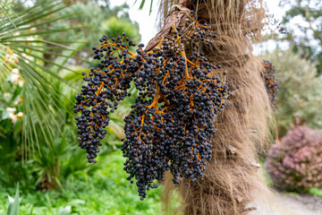 Bunches of Acai berries growing on the plant in Spring