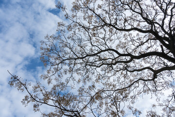 Branches of a tree with fallen leaves on the background of the winter sky