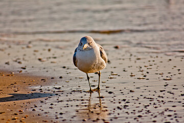 The Ring-Billed Gull commonly referred to as 