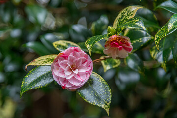Flowers of a Camelia Lavinia Maggii in the garden in Spring