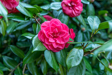 Close up of a vibrant pink Camelia flower in Springtime