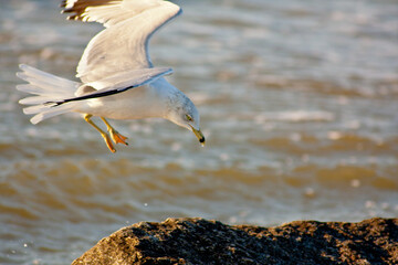 The Ring-Billed Gull commonly referred to as "sea gulls".    Photographed on Tybee Island, Georgia.  