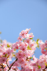 桜と青空