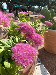 pink flowers in a garden