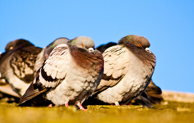 These are Hill Pigeons located on the Tybee Island Pier in Georgia.