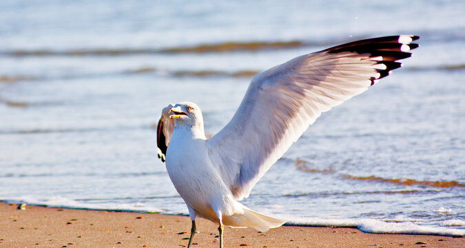 This is the Ring-billed gull, photographed on Tybee Island Georgia.  