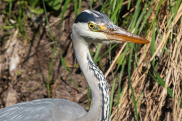 Portrait of a gray heron.