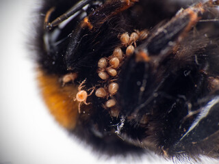 Closeup macro detail of Bombus terrestris with mites, one walking on the body.