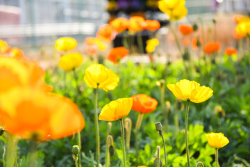 色鮮やかなポピー