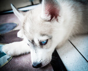 Siberian husky cub with bright blue eye