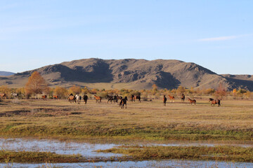 Fototapeta na wymiar Herd of wild horses grazing on autumn meadow. Mares Stallions and Foals multicolored flock of dark Bay, Chestnut, Dun, Black, Dapple Gray, white colors of fur. River, mountain, yellow scenic view