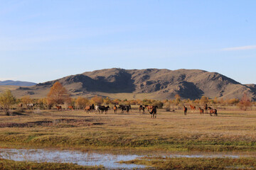 Fototapeta na wymiar Herd of wild horses grazing on autumn meadow. Mares Stallions and Foals multicolored flock of dark Bay, Chestnut, Dun, Black, Dapple Gray, white colors of fur. River, mountain, yellow scenic view