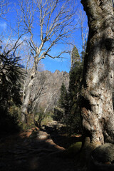 trees in the mountains