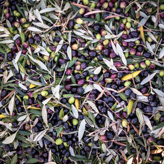 raccolta di olive per fare olio extra vergine di oliva, texture, sfondo con olive e foglie di olivo, olio evo