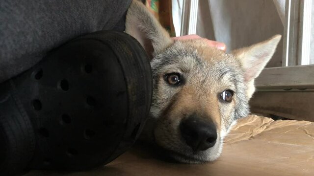 Czechoslovak wolfhound puppy