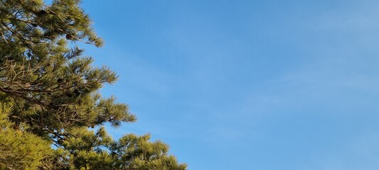 Fototapeta na wymiar clear sky and tree