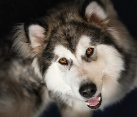 A funny Alaskan Malamute puppy smiling at the camera. Bright brown eyes, fluffy hair and happy dog. Selective focus on the eyes, blurred background.