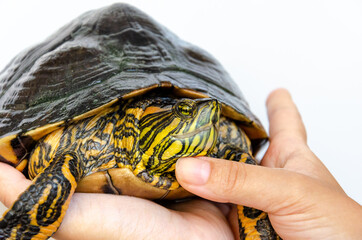 close up on front view of a turtle being held by human hands