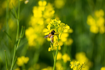 Honey Bee collecting pollen on yellow mustard flower