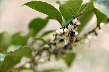 ヒサカキの花にとまる蜜蜂