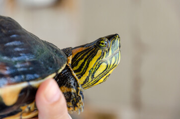 close up on turtle head profile view